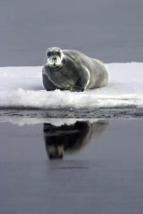 Framed Print : Bearded Seal - Resting on ice in North East Svalbard Framed Print : Bearded Seal - Resting on ice in North East Svalbard