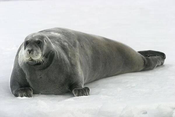 Bearded Seal - resting on ice. Spitzbergen. North east Svalbard