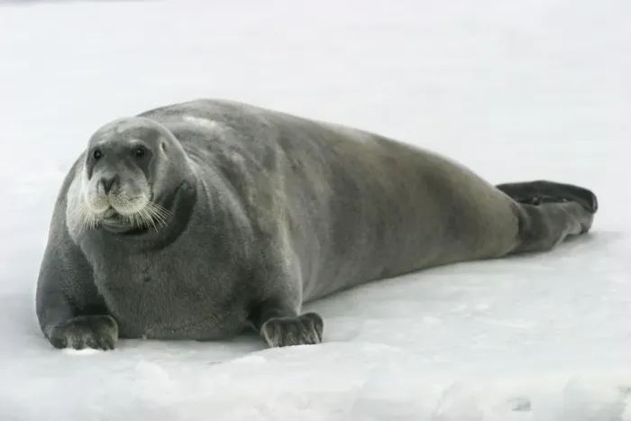 Framed Print : Bearded Seal - resting on ice. Spitzbergen. North east Svalbard Framed Print : Bearded Seal - resting on ice. Spitzbergen. North east Svalbard