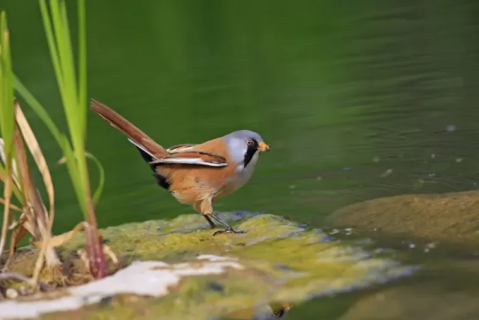 Framed Print : Bearded Tit - feeding. Pensthorpe - Norfolk - UK