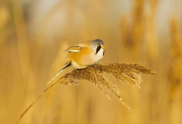 Bearded Tit - male in reeds - midwinter - Radipole - Dorset - UK