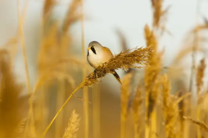 Framed Print : Bearded Tit - male in reeds - midwinter - Radipole - Dorset - UK Framed Print : Bearded Tit - male in reeds - midwinter - Radipole - Dorset - UK