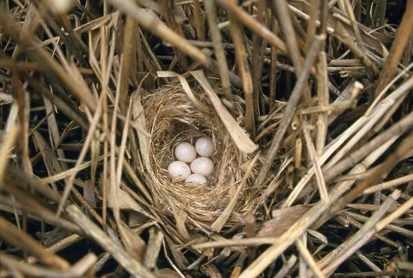 Bearded-tit - nest with eggs