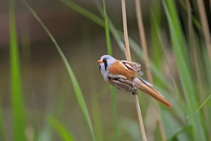 Framed Print : Bearded Tit - on reeds. Pensthorpe - Norfolk - UK