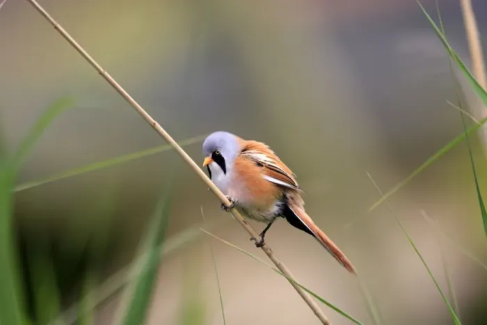 Framed Print : Bearded Tit - on reeds. Pensthorpe - Norfolk - UK Framed Print : Bearded Tit - on reeds. Pensthorpe - Norfolk - UK