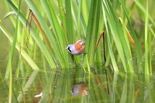 Bearded Tit - on reeds. Pensthorpe - Norfolk - UK