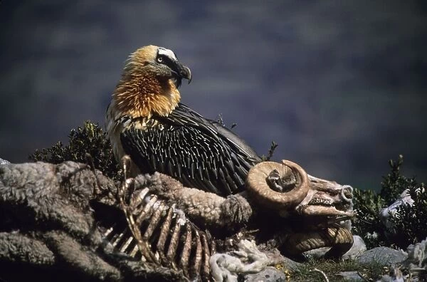 Bearded Vulture  /  Lammergeier - Next to carcass - Spain - 10 foot maximum wing-span-Pyrenees- Only bone-eating specialist bird in the world - Found in Spain-France-Greece-Turkey-Italy-Africa - Rare