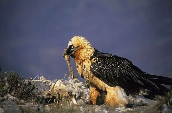 Bearded Vulture  /  Lammergeier - Feeding. Spain - 10 foot maximum wing-span-Pyrenees- Only bone-eating specialist bird in the world - Found in Spain-France-Greece-Turkey-Italy-Africa - Rare