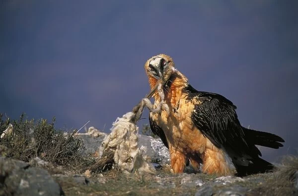 Bearded Vulture  /  Lammergeier - Feeding on carcass bones. Spain - 10 foot maximum wing-span-Pyrenees- Only bone-eating specialist bird in the world - Found in Spain-France-Greece-Turkey-Italy-Africa - Rare