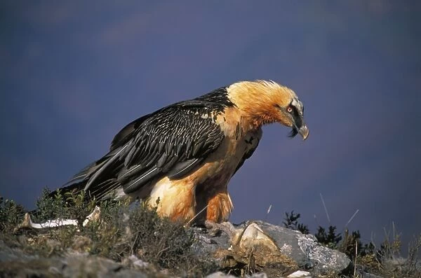 Bearded Vulture  /  Lammergeier - Feeding on carcass. Spain-France-Greece-Turkey-Italy-Africa - Rare and declining in many areas - Recently reintroduced in the Alps - Adults feed on the bones of carcusses which they will often drop on flat rocks