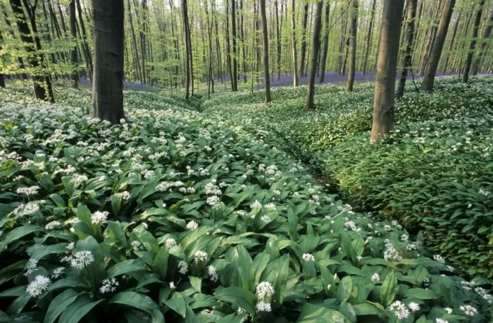 Framed Print : Bear's Garlic in forest Framed Print : Bear's Garlic in forest