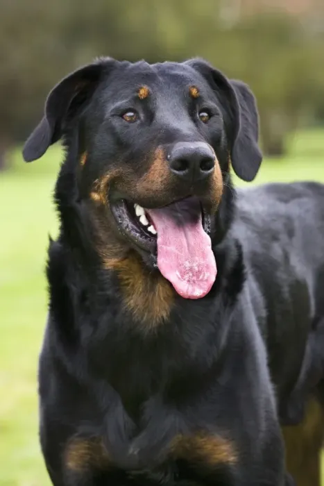 Framed Print : Beauceron dog Framed Print : Beauceron dog
