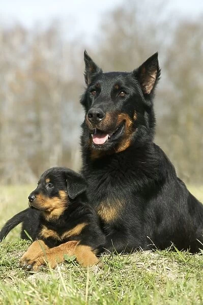 Beauceron Dog Adult with puppy