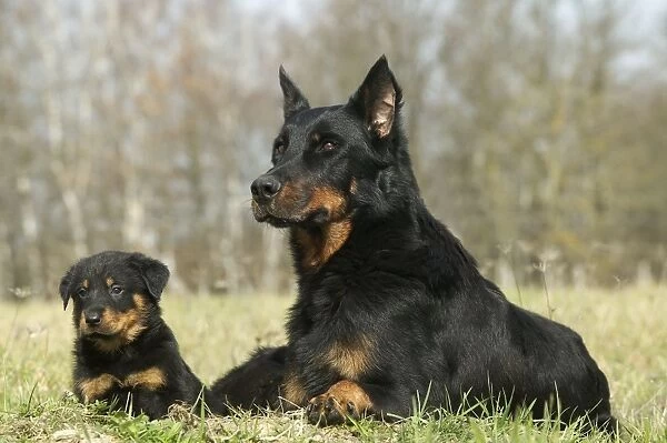 Beauceron Dog Adult with puppy