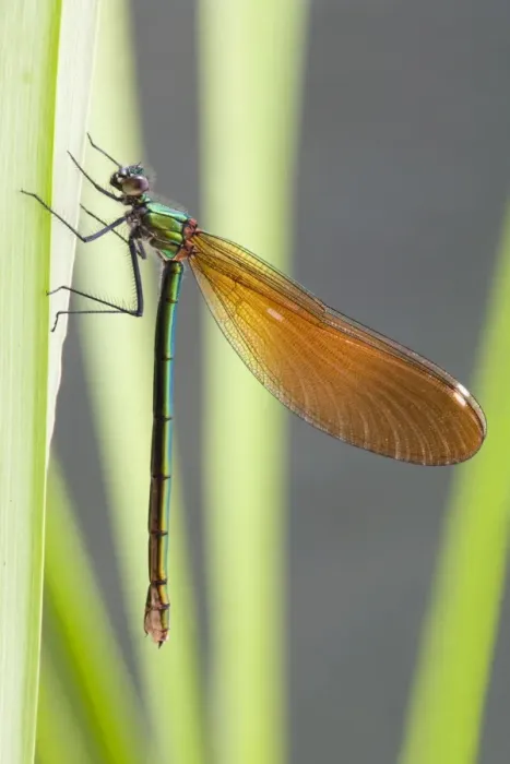 Framed Print : Beautiful Demoiselle - female - Cornwall - UK Framed Print : Beautiful Demoiselle - female - Cornwall - UK