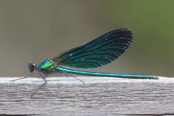Framed Print : Beautiful Demoiselle - male - Cornwall - UK