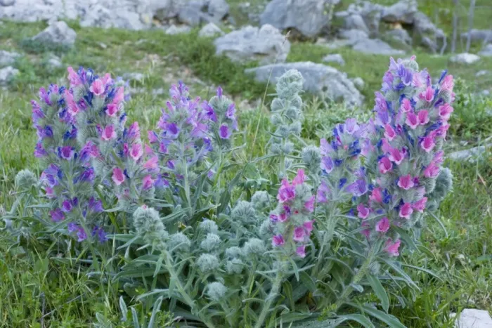 Framed Print : A beautiful endemic Bugloss, Echium albicans, in the Sierra de Grazalema, Andalucia, South-west Spain Framed Print : A beautiful endemic Bugloss, Echium albicans, in the Sierra de Grazalema, Andalucia, South-west Spain