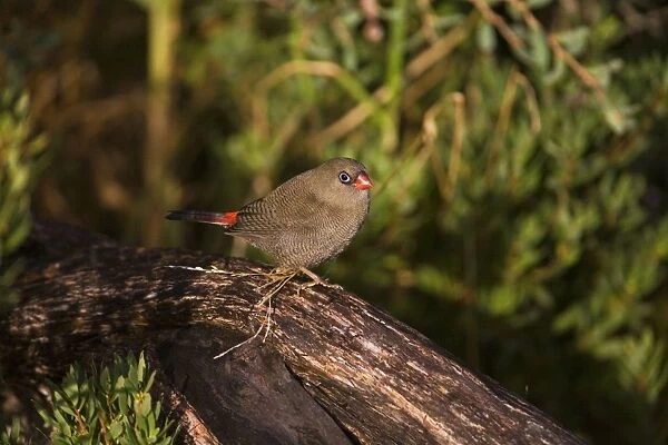 Beautiful Firetail At Bear Gully Camp Ground beside the ocean at Walkerville, southern Victoria, Australia