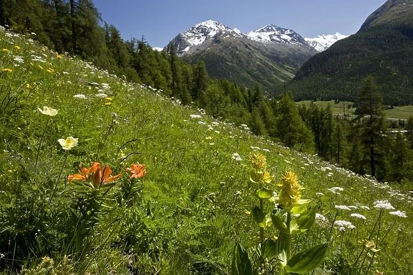 Beautiful flowery alpine hillside - with Orange Lilies - Yellow Gentians - above Pontresina - Engadin - Swiss Alps