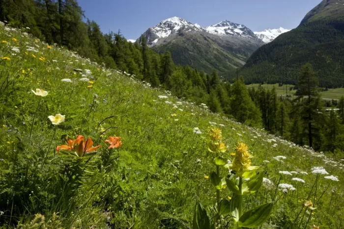 Framed Print : Beautiful flowery alpine hillside - with Orange Lilies - Yellow Gentians - above Pontresina - Engadin - Swiss Alps Framed Print : Beautiful flowery alpine hillside - with Orange Lilies - Yellow Gentians - above Pontresina - Engadin - Swiss Alps