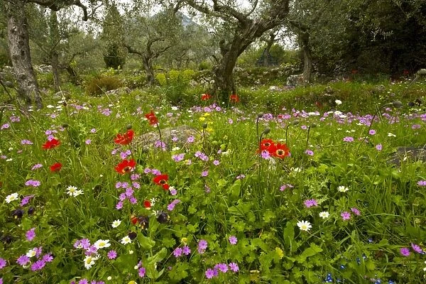 Beautiful flowery old olive groves in spring, with Peacock Anemone, cranesbill etc on the Mani Peninsula, Peloponnese, south Greece