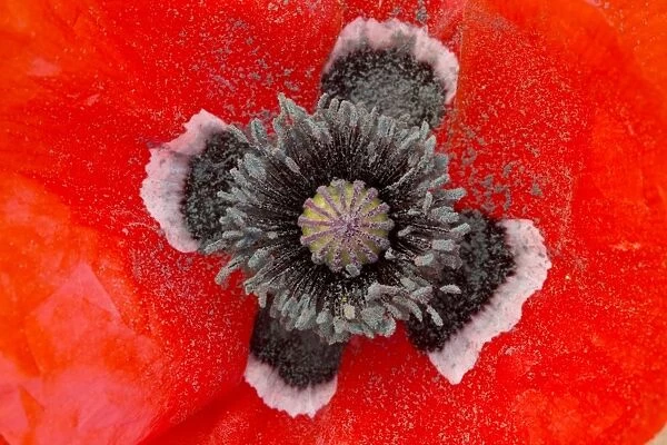 Beautiful form of field poppy, Papaver rhoeas, with black and white centre. Morocco