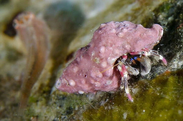 Beautiful Hermit Crab - Sedam dive site, Seraya, Kubu district, Karangasem, Bali, Indonesia, Indian Ocean Date: 07-Nov-19