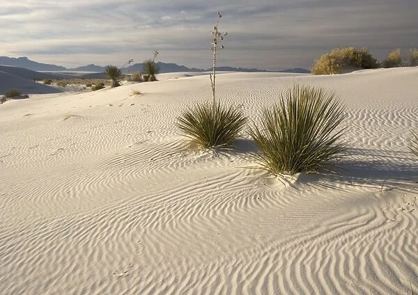 Beautiful wind-sculpted white gypsum dunes in the White Sands National Monument, with soap-tree yucca