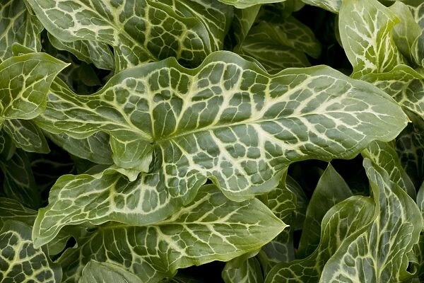 The beautifully-veined leaves of a garden variety of Large Lord's and Ladies. Arum italicum pictum