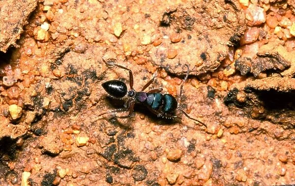 A Beauty ant - can secrete an orange-coloured viscous repellent fluid that will deter even small mammal predators
