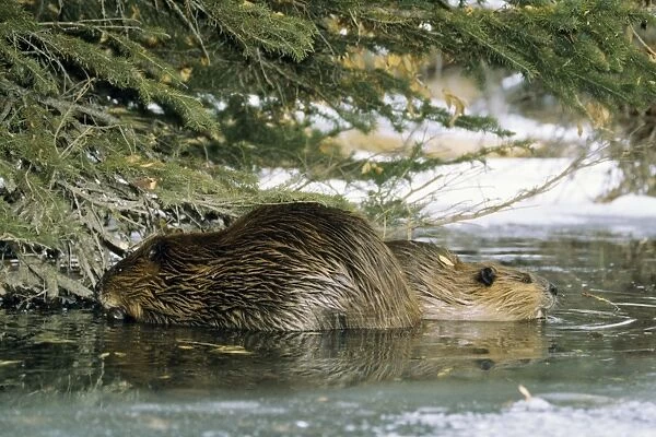 Beaver Adult with juvenile feeding on tree limbs in beaver pond. MT328