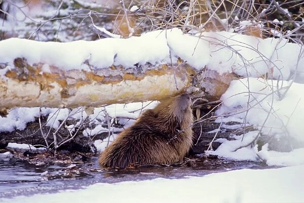 Beaver - eating bark off the underside tree it has cut down, winter. MT306