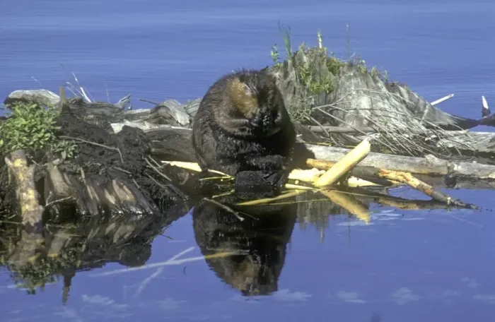 Framed Print : Beaver eating on feeding station. Beaver pond in central Massachusetts, USA Framed Print : Beaver eating on feeding station. Beaver pond in central Massachusetts, USA