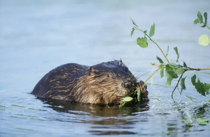 Framed Print : Beaver Eating in water Framed Print : Beaver Eating in water