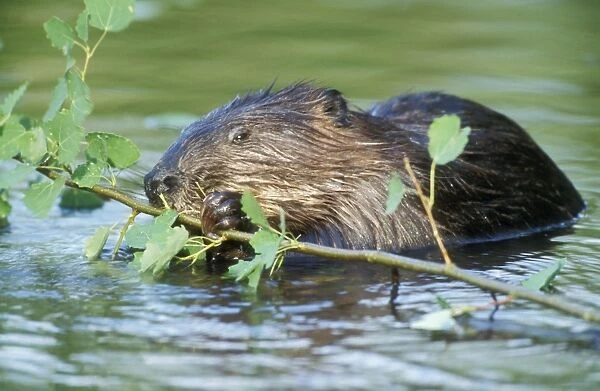 Beaver Eating in water