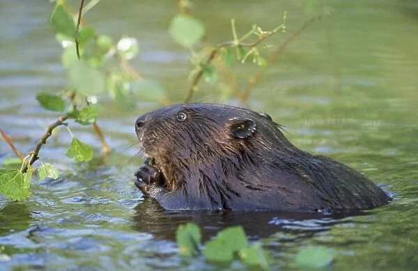 Beaver - eating in water