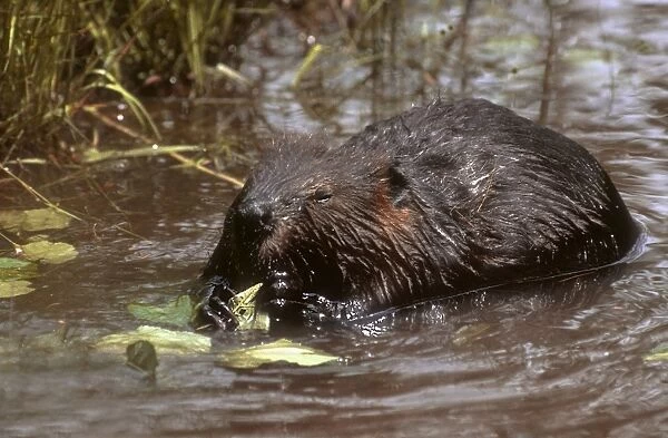 Beaver feeding on alder twigs, small beaver pond downeast Maine, USA