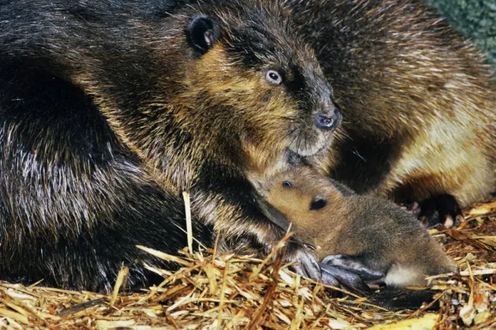 Framed Print : Beaver - mother with young, inside lodge. MT260