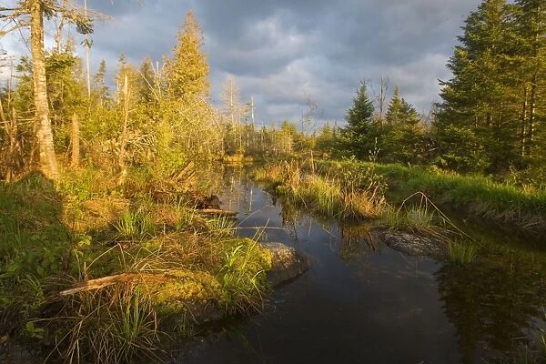 Beaver Pond and bog. Maine USA - May