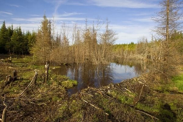 Beaver Pond and dam. Maine in May USA