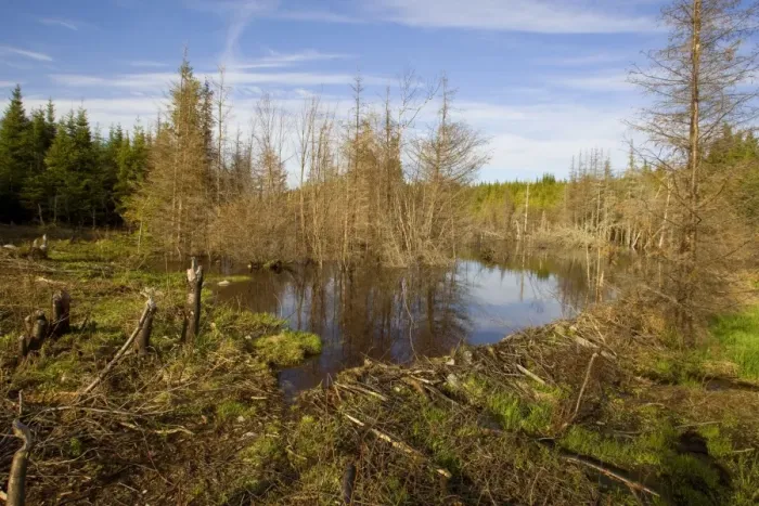 Framed Print : Beaver Pond and dam. Maine in May USA