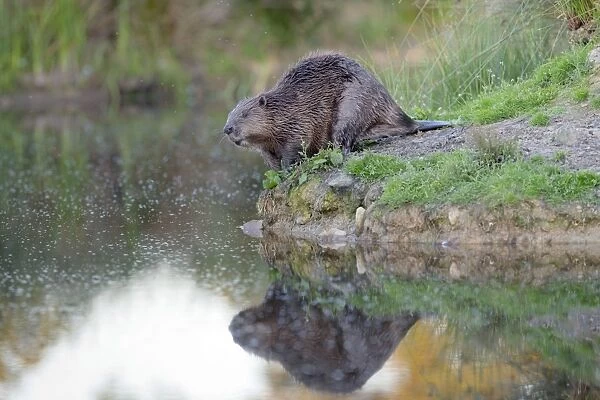 Beaver - on river bank - controlled conditions - UK