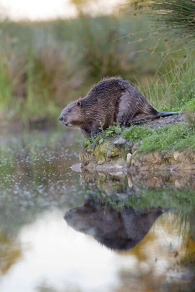 Beaver - on river bank - controlled conditions - UK