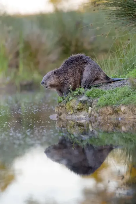 Framed Print : Beaver - on river bank - controlled conditions - UK Framed Print : Beaver - on river bank - controlled conditions - UK