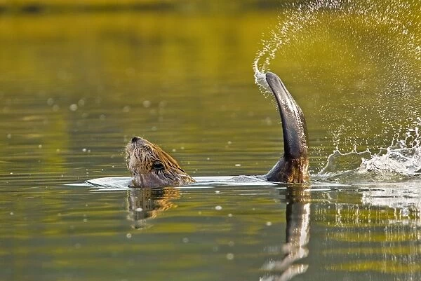 Beaver - slapping its tail as a warning to other beavers that an intruder is about. Western U. S. evening. B2B3879