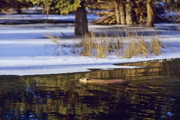 Beaver - swimming in partially ice covered beaver pond, early winter. MT318
