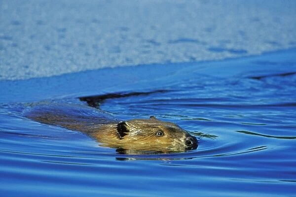 Beaver - swimming in partially ice covered beaver pond, has just surfaced out from under the ice. MT317