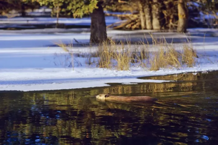Framed Print : Beaver - swimming in partially ice covered beaver pond, early winter. MT318 Framed Print : Beaver - swimming in partially ice covered beaver pond, early winter. MT318