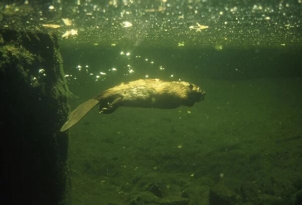 Beaver - underwater