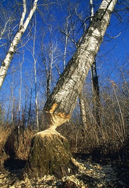 Beaver - workings on Aspen Trees Northern Minnisota, USA